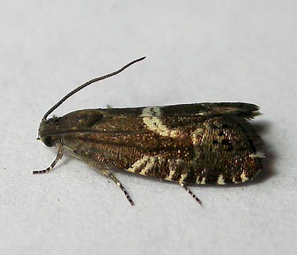 Adult &bull; Bernwood Forest, Bucks &bull; &copy; Dave Wilton
