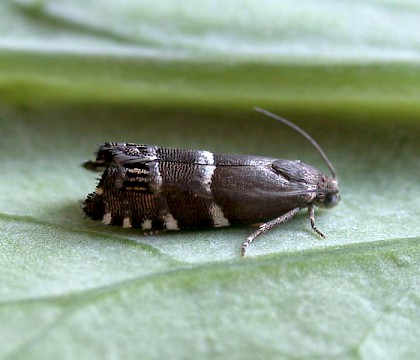 Adult &bull; Scotton Common, Lincolnshire &bull; &copy; Martin Gray
