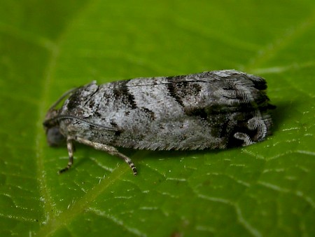 Jumping Bean Moth Cydia deshaisiana