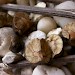 Seed pods containing larvae • Seed pods of Sebastiana pavoniana containing larvae; commercial stock • © Nicholas Montegriffo