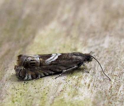 Adult &bull; Lancashire &bull; &copy; Geoff Riley