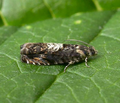 Adult &bull; Wyre Forest, Shropshire, May &bull; &copy; Patrick Clement