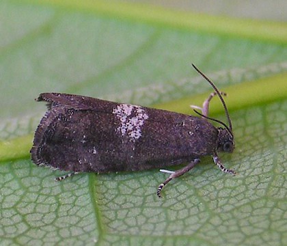 Adult &bull; Holcroft Moss, Cheshire; leg. K. McCabe &bull; &copy; Ben Smart