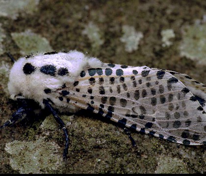 Adult &bull; Dorset &bull; &copy; Paul Harris