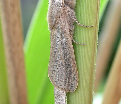 Adult &bull; Wicken Fen, Cambs. &bull; &copy; Mark Skevington
