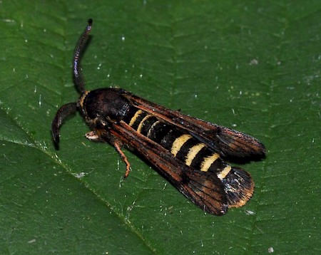 Raspberry Clearwing Pennisetia hylaeiformis