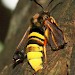 Female ovipositing • Waterlooville, Hampshire • © Andrew Watts