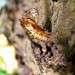 Pupal case • Wirral, Cheshire • © Shane Farrell