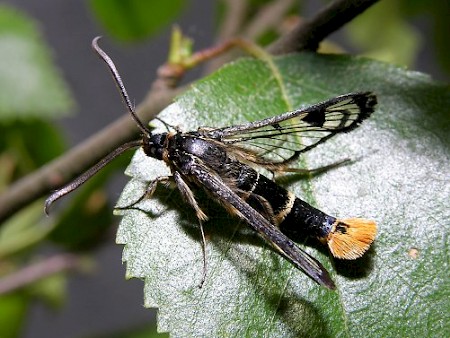 Welsh Clearwing Synanthedon scoliaeformis