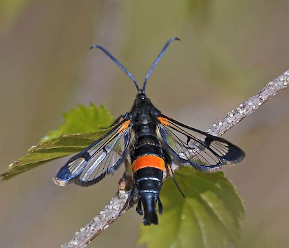 Adult &bull; Upton Heath, Dorset &bull; &copy; Mark V Pike