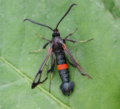 Large Red-belted Clearwing Synanthedon culiciformis