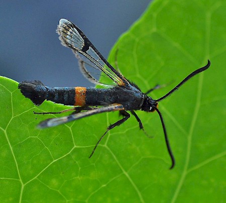 Large Red-belted Clearwing Synanthedon culiciformis