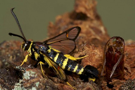 Yellow-legged Clearwing Synanthedon vespiformis