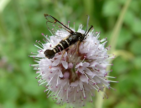 Yellow-legged Clearwing Synanthedon vespiformis