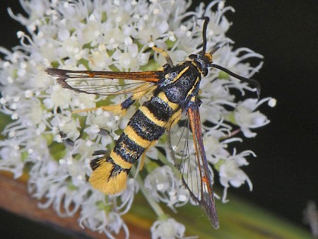 Yellow-legged Clearwing Synanthedon vespiformis