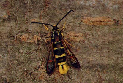 Yellow-legged Clearwing Synanthedon vespiformis