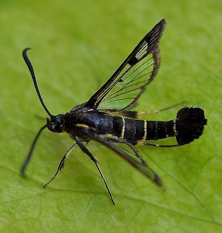 Currant Clearwing Synanthedon tipuliformis