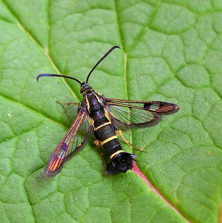 Currant Clearwing Synanthedon tipuliformis