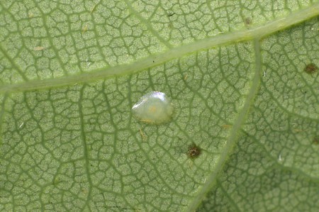 The Festoon Apoda limacodes