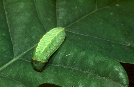 The Festoon Apoda limacodes