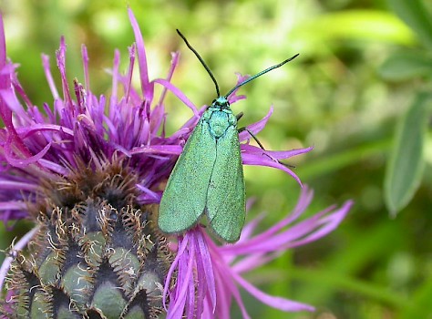 Scarce Forester Jordanita globulariae