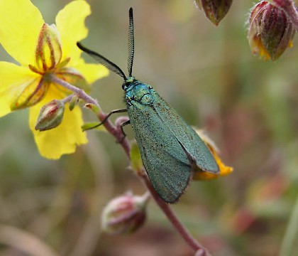 Adult &bull; Blackhall Rocks, Co Durham &bull; &copy; Keith Dover