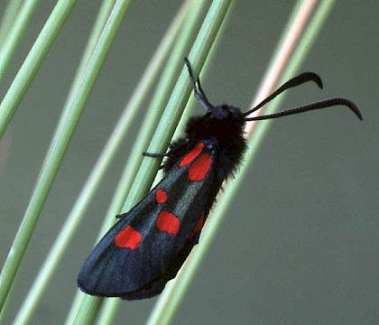 Adult &bull; ex pupa, Cromwell Bottom, W. Yorks &bull; &copy; Ian Kimber