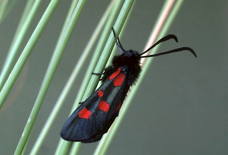 Narrow-bordered Five-spot Burnet Zygaena lonicerae