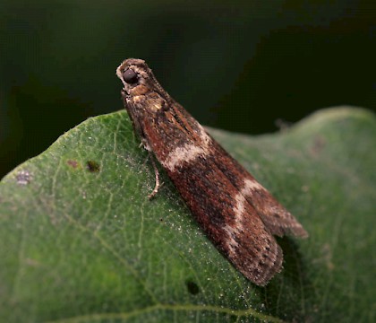Adult &bull; Lower Kilminorth Woods, Cornwall, June &bull; &copy; Phil Boggis