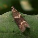 Adult • Lower Kilminorth Woods, Cornwall, June • © Phil Boggis