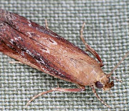 Adult &bull; &copy; Philip Jewess