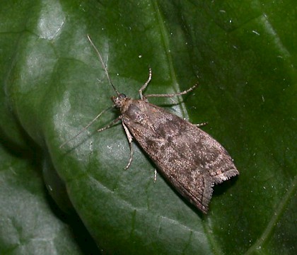 Adult &bull; Rye Harbour NR, E. Sussex &bull; &copy; Rye Harbour Nature Reserve