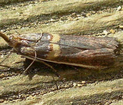 Adult &bull; Parleboscq, S.W. France &bull; &copy; Graham Wenman