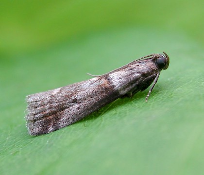 Adult &bull; Fernham, Oxon &bull; &copy; Steve Nash