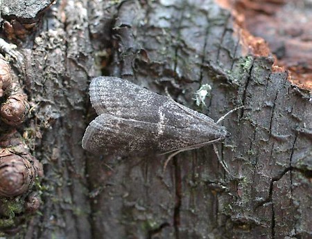 Apomyelois bistriatella