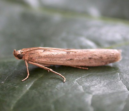 Adult &bull; Broadholme, Lincs &bull; &copy; Martin Gray