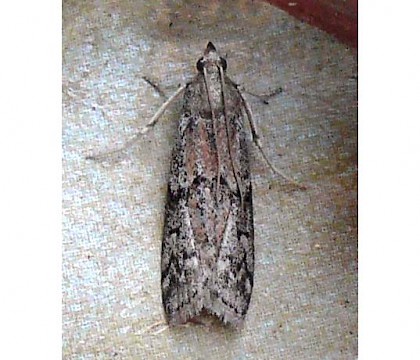 Adult &bull; Norway &bull; &copy; Kjell tore Vogsland