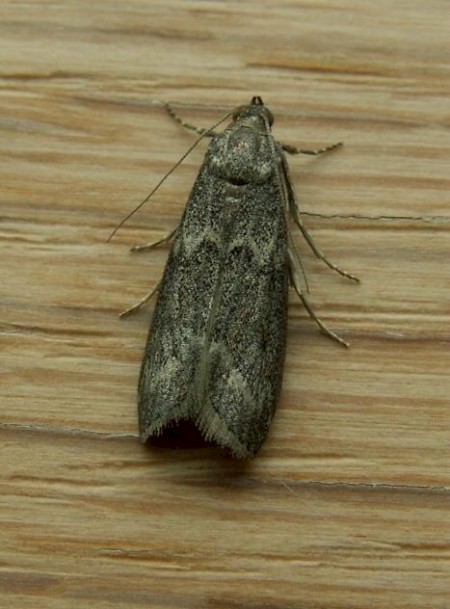 Mediterranean Flour Moth Ephestia kuehniella