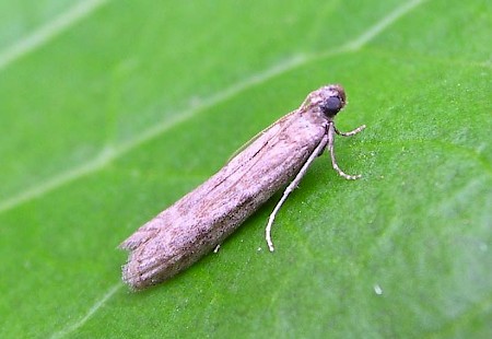 Cacao Moth Ephestia elutella