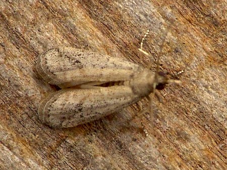 Cacao Moth Ephestia elutella