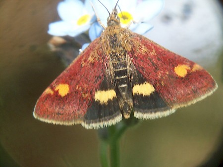 Pyrausta aurata