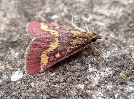 Pyrausta purpuralis