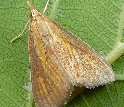 Adult &bull; Wicken Fen, Cambs. &bull; &copy; Mark Skevington