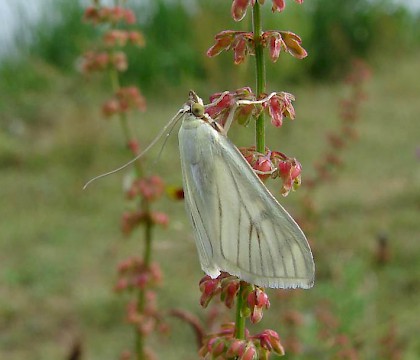 Adult &bull; Attenborough NR, Nottinghamshire &bull; &copy; Ingeborg M. M. van Leeuwen