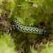 Larva • On Daucus carota, Magdalen Hill Down, Winchester • © Malcolm Bridge