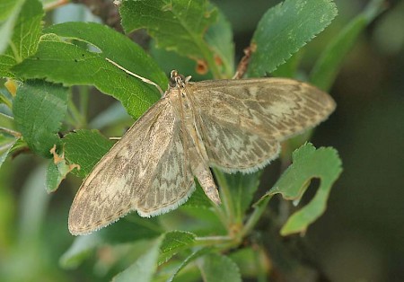 Anania lancealis