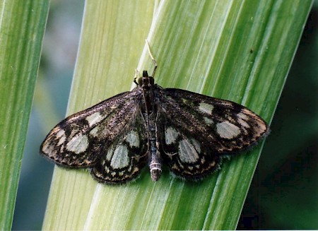 Anania coronata