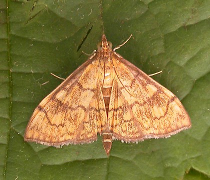 Adult &bull; Ipswich, Suffolk &bull; &copy; Paul Kitchener