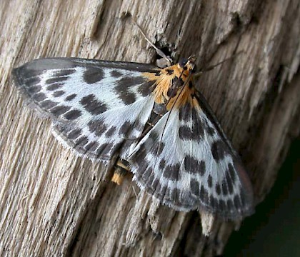 Adult &bull; Littleborough, Lancashire &bull; &copy; Ian Kimber
