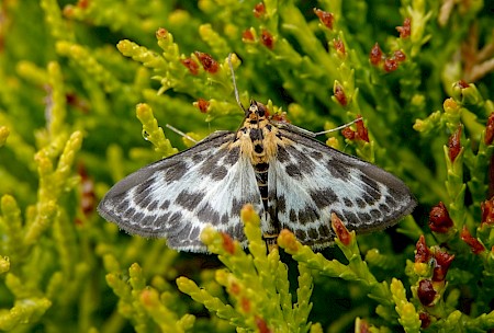 Small Magpie Anania hortulata